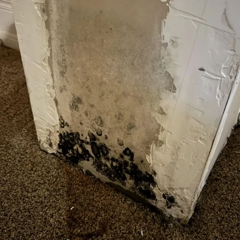 Professional Mold Removal in Broadway, NC
